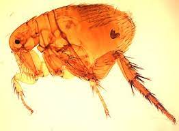 Arthropod vectors transmit the etiologic agents to humans. Flea Borne Murine Typhus Typhus Fevers Cdc