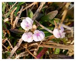 Image result for Justicia protracta