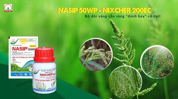 Nasip 50WP