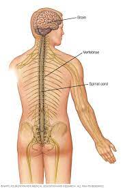 Spinal tumor pain may feel like one or more of the following: Spinal Cord Tumor Symptoms And Causes Mayo Clinic
