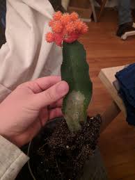 These plants can grow up to three feet tall, but some varieties stay smaller than that. Is This Root Rot Or Just A Warning Cactus