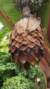 Image result for Ensete ventricosum