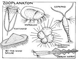 Globec George S Bank Research On Plankton Science Activities For Kids Ocean Science Ocean Activities Cliparts with plankton latest cliparts are ocean plankton clipart,sheldon plankton clipart. science activities for kids