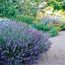 14 Drought Tolerant Perennials That Will Look Good Even Through Dry Spells Drought Tolerant Perennials Drought Tolerant Garden Drought Tolerant Landscape