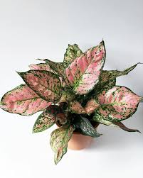 Meno frequentemente sono invece acquistate per soddisfare le esigenze di arredo l'interesse per questa specie nasce appunto dalle foglie: Belle Vere Le Migliori Piante Da Appartamento Con Foglie Rosa Living Corriere