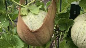 Melon plants find a better support when use trellis net like support system. Support Your Melons On A Trellis Here S A Quick Simple Way Youtube