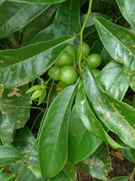 Image result for Artabotrys modestus