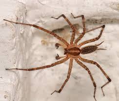 More images for funnel web grass spider ohio » Grass Spiders Facts Identification Pictures