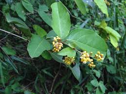 Image result for Heteropterys