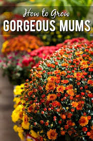 Mums can be planted either spring or fall months. 7 Tips To Grow Gorgeous Mums Grow Gorgeous Garden Mum Mums Flowers