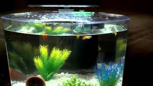 Youtube Betta Fish Tank Betta Fish Betta Fish Care