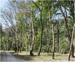 London plane also has very distinct ray flecks present on quartersawn surfaces—giving it a freckled appearance—and it is sometimes even called lacewood workability: Canker Stain A Lethal Disease Destroying Iconic Plane Trees Plant Disease