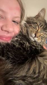 Lost cat in Englewood area of Dayton Ohio near woodlawn and winnimac