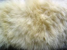 Skin Polar Bear 1 Fur Textures Polar Bear Polar Bear Fur