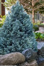 Image result for Cupressus arizonica