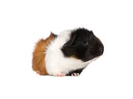 Is there any hadith that says your not allowed to touch pigs? Buy Guinea Pigs Online Kellyville Pets