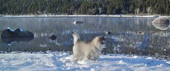 Akc registrable and will be ready to go to new thei. Alaskan Malamute Puppies For Sale Snowlion Malamutes California Nevada Malamute Breeders