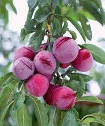 Keep the following criteria in mind: Santa Rosa Japanese Plum Bower Branch