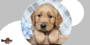 Everything about pets in lancaster, lancashire on gumtree. Puppies For Sale Lancaster Puppies