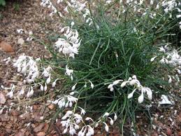 Image result for Ophiopogon