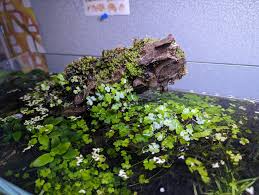 Image result for Hydrocotyle
