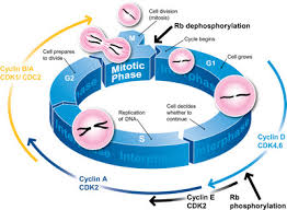 Unit 4 Cell Cycle Cians Science Classroom