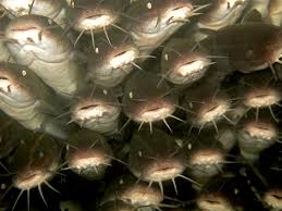 Sistem kami menemukan 25 jawaban utk pertanyaan tts nama ikan laut. Wahh Ikan Lele Laut Ternyata Berbisa Mongabay Co Id