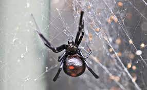 Between 3 and 6 am military vans, buses and police cars, along with a multitude of police and military troops, were very busy at a blacked out white house. Black Widows Found In Supermarket Grapes In Several States Food Safety News