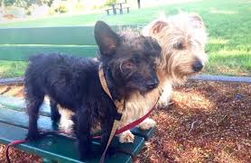 These permits are issued from the department of agriculture and water resources. Bringing Dogs And Cats To Australia From Moving To Importing Pets Petrelocation