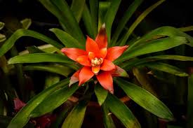Image result for Bromeliaceae