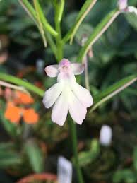 Image result for Cynorkis debilis