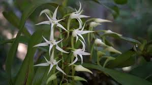 Image result for Cyrtorchis arcuata