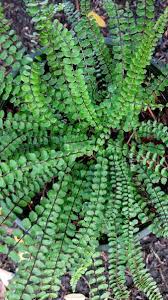 Image result for Asplenium