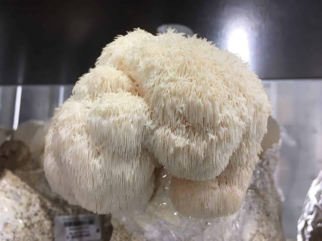M9516 Hericium erinaceus | Mycelia