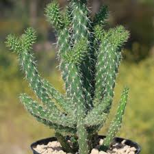 Cholla Cactus - Cylindropuntia cholla ...