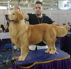 Profile for Danilo Magno Groomer