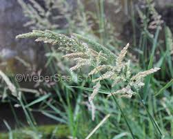 Image result for Phalaris