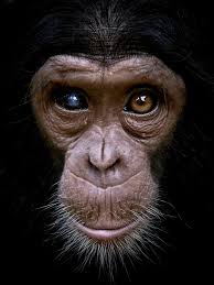 Inside The Drc S Safe Haven For Endangered Primates In 2020 Primates Chimpanzee Endangered