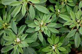 Image result for Trigonella