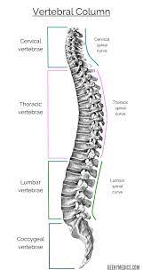 See more of vertebrae on facebook. The Vertebral Column Bones Of The Spine Geeky Medics