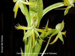 Image result for Centrostigma occultans