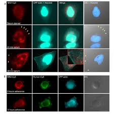 Fishing is a life content that needs a fishing rod, at any place that looks like a river, a lake, or a sea. Localization Of Chicken Actin Ms2 Mrna A Rna Fish With A Cy3 Ms2 Download Scientific Diagram