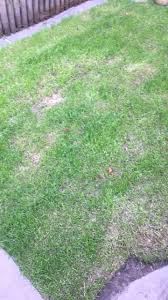 Sod u discusses a watering schedule and the amount of irrigation your newly installed sod should be sod university agrees with this statement as water is needed to keep your grass from drying out. New Grass Going Brown Help Bbc Gardeners World Magazine