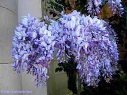 Wisteria Sinensis Glicina Flores Plantas