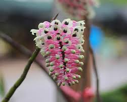 Image result for Cyathula lanceolata