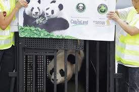 Routine care and checks since their arrival in singapore, our vets and keepers have been busy getting the pandas up to speed on routine medical training. Giant Pandas Arrive In Singapore Wsj