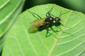 Based in santa fe, santa fe casting co is a carpentry specialist that provides rot removal, wood staining, and custom closet design as well as other services. What S The Difference Between A Termite And A Flying Ant New Mexico