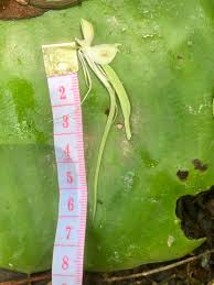 Image result for Habenaria subarmata