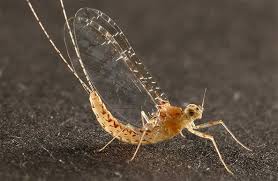 Arthropods have been in existence even in prehistoric times, thus the long list of benefits were discovered as far back as ancient egyptian, roman and chinese times. Gregarious Mayfly Living Each Day As If It S His Last