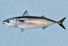 Image result for Scomber spp.